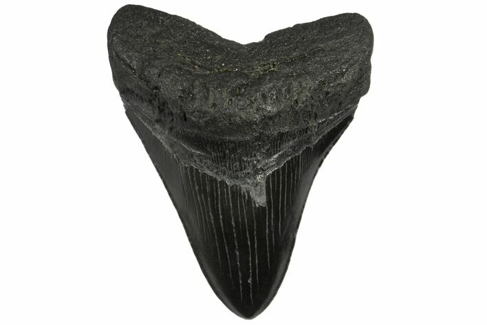 Fossil Megalodon Tooth - Georgia #144296
